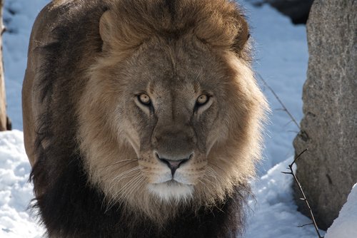lion  predator  zoo