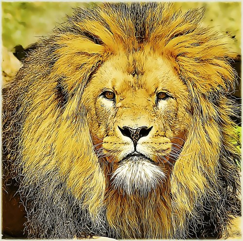 lion  lioness  wildlife