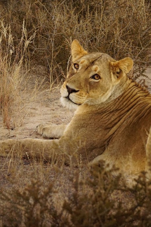 lion  lioness  africa