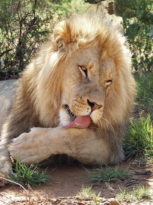 lion  big cat  lioness