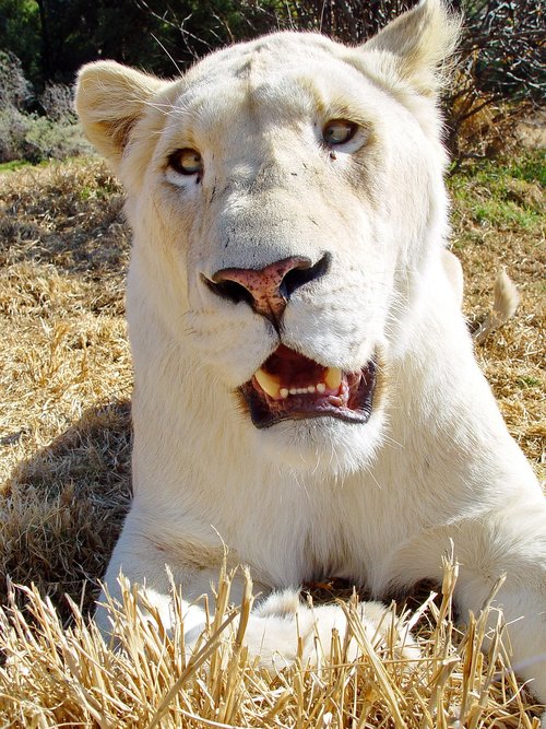 lion  female  big cat