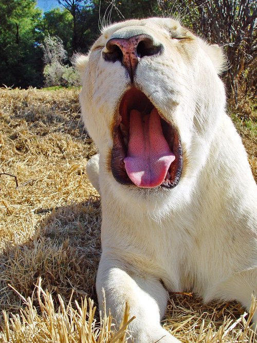 lion  female  big cat