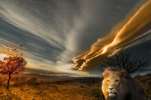 lion  animal  prairie