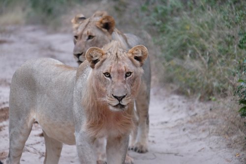 lion  south africa  big cat