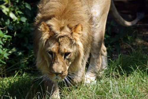 lion frontal cat