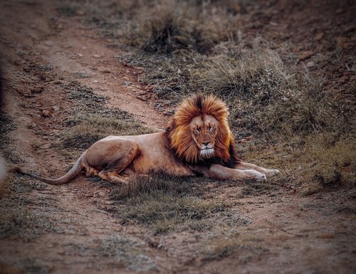 lion  animal  safari