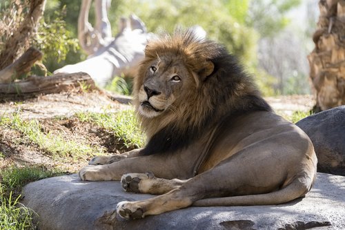 lion  san diego zoo  mammal