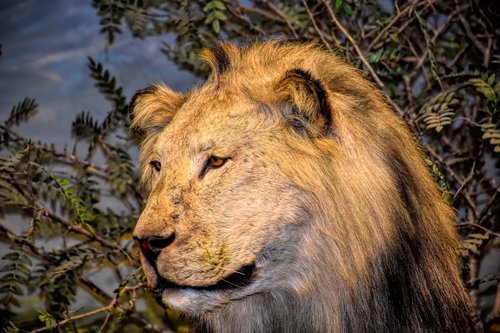 lion  wildlife  africa