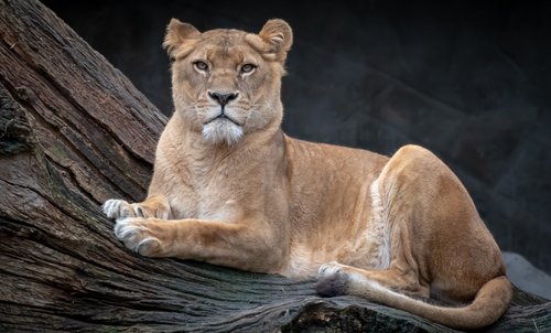 lion  lioness  animal world