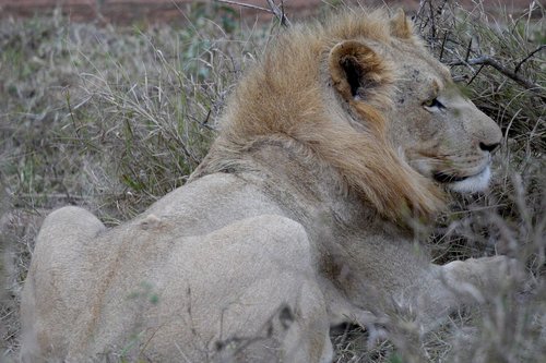 lion  wild animal  male