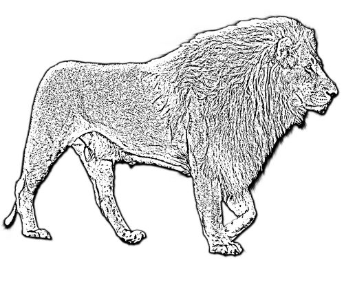 lion  male lion  male