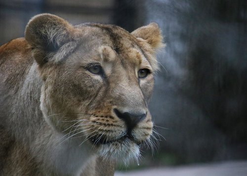 lion  mom  zoo