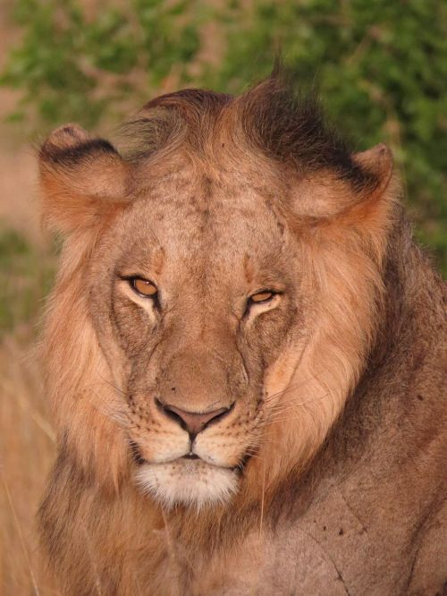 lion kenya wildlife