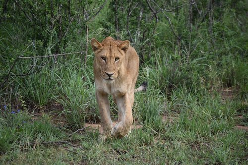 lion  carnivore  predator