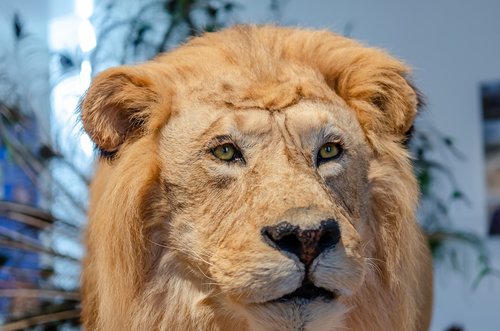 lion  portrait  museum