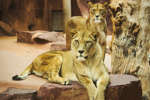 lion  zoo  cat