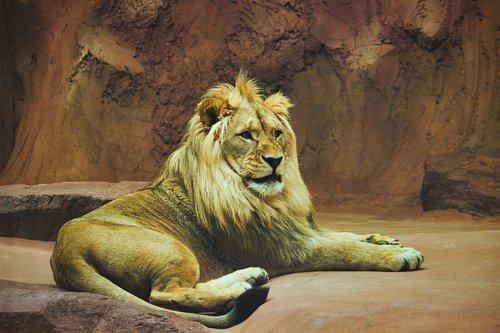 lion  male  big cat