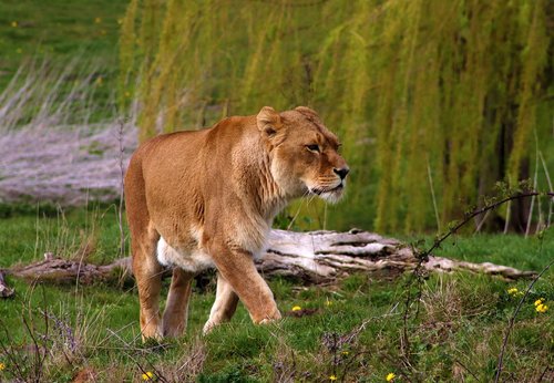 lion  female  predator