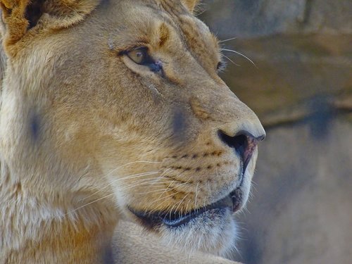 lion  feline  zoo