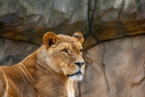 lion  color  zoo