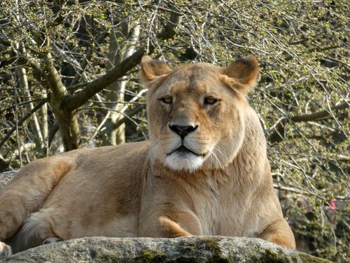 lion  panthera leo  lioness