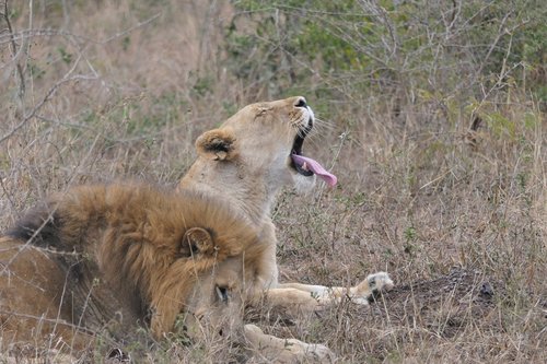 lion  africa  safari