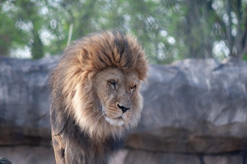 lion  wildcat  zoo