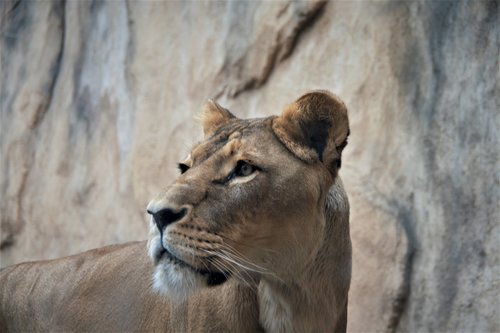 lion  lion face  female lion