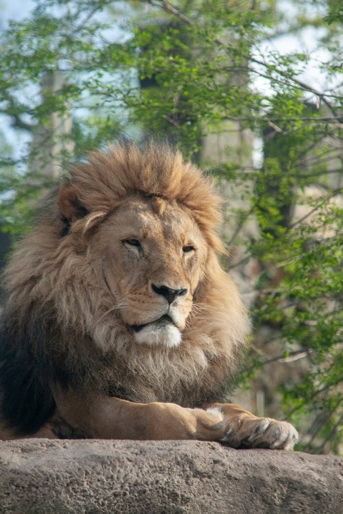 lion  animal  dresden