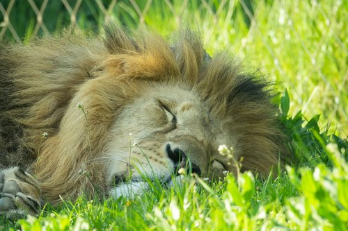 lion  sleeping  relaxed