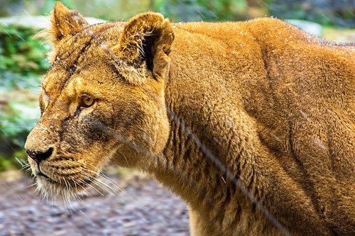 lion  lioness  animals
