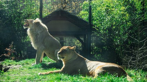 lion  zoo  dangerous