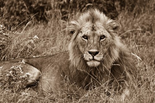 lion  wild animal  africa