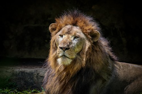 lion  predator  cat