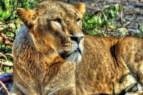 lion lioness serengeti national park hang ha