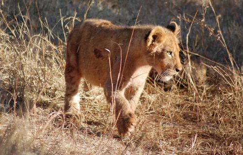 lion lion cub animal
