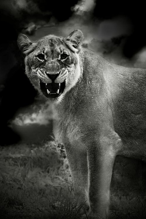 lion animal predator