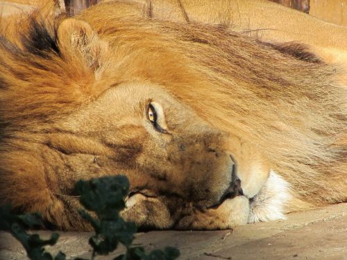 lion male mane