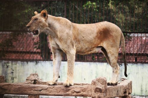 lion beast animals