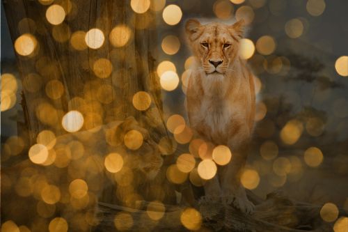 lion predator lights