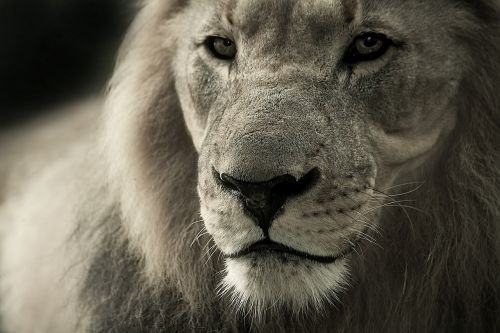 lion animal portrait africa