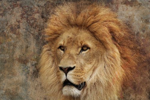 lion pride beautiful