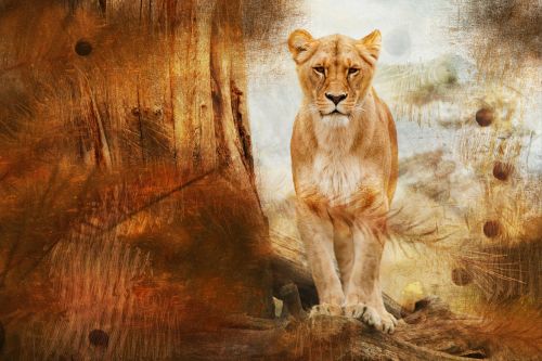 lion fur big cat