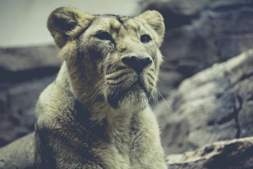 lion zoo predator