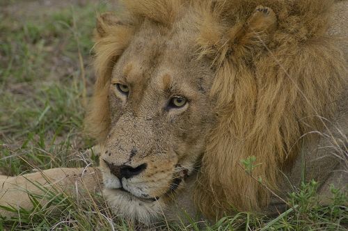 lion wildlife safari