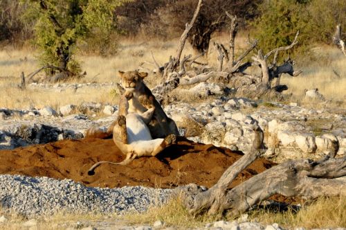 lion lioness play