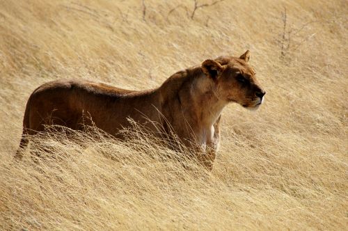 lion lioness wild