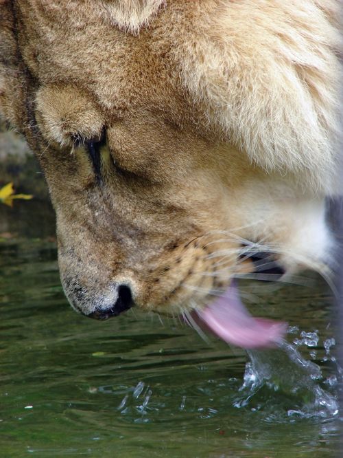 lion booze water