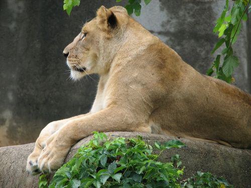 lion female wild animal
