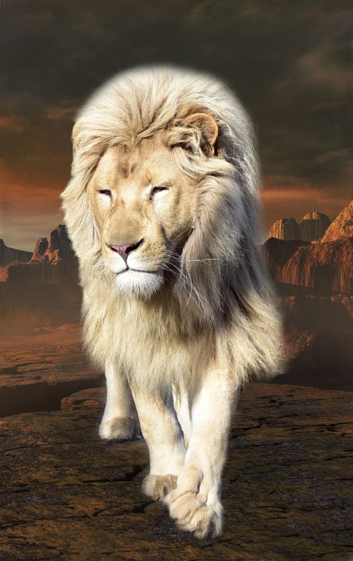 lion wise lion mane